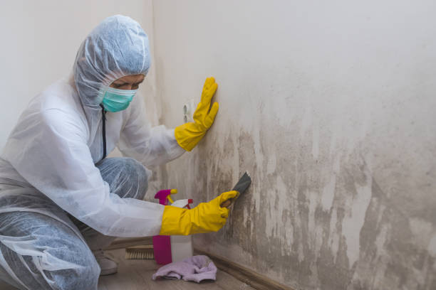 Best White Mold Remediation in Kings Grant, NC