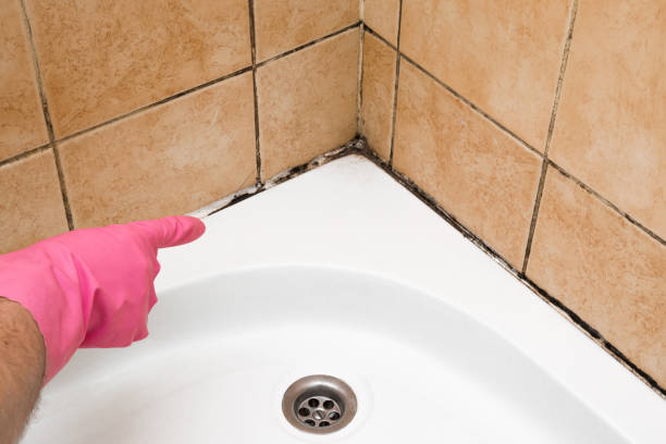Best Kitchen Mold Remediation in Kings Grant, NC