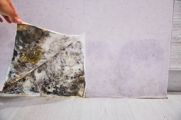 Best Black Mold Remediation in Kings Grant, NC